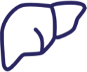 Liver icon